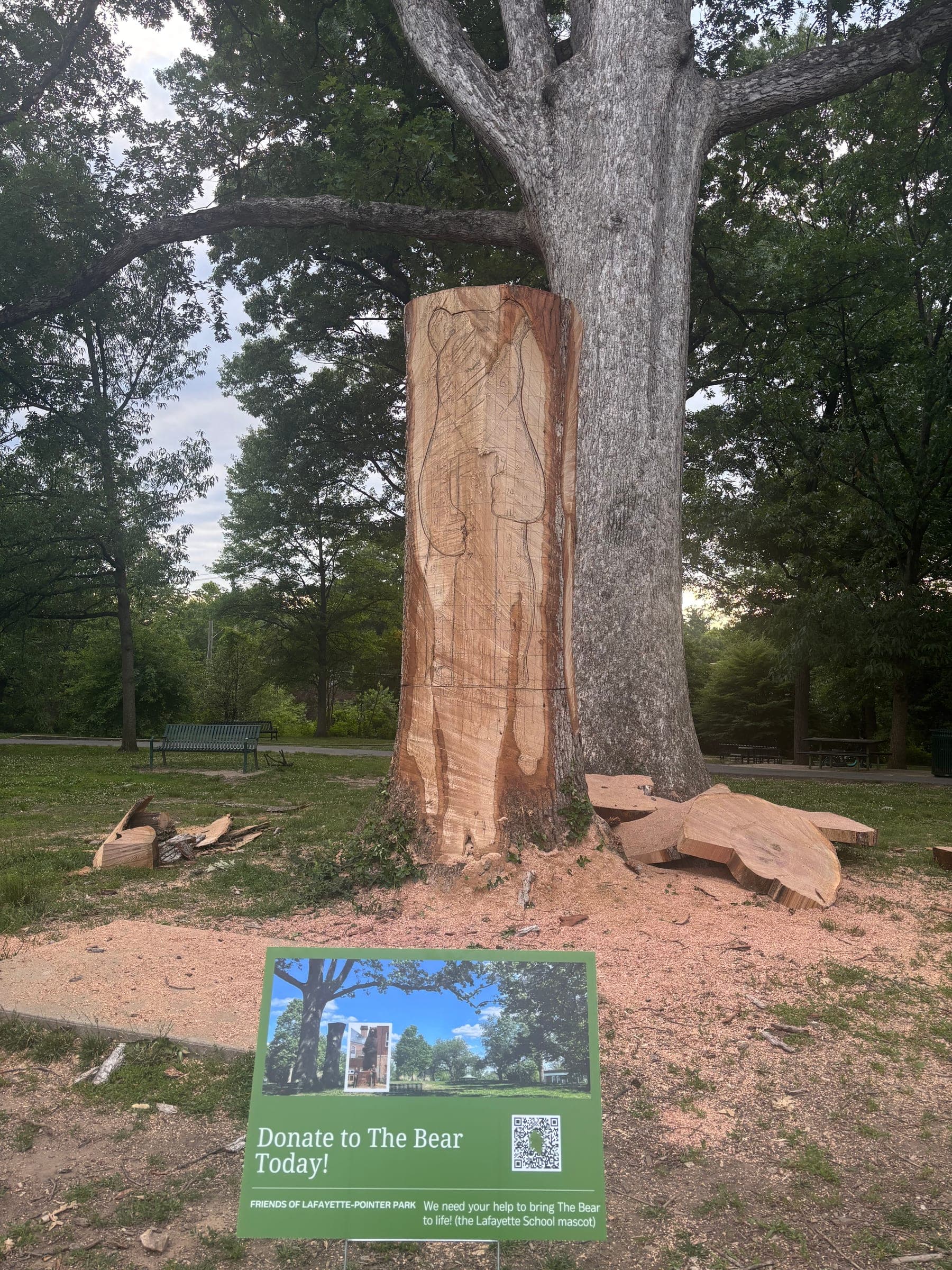 The storm-damaged 250-year-old oak stump before carving, with a “Donate to the Bear” sign