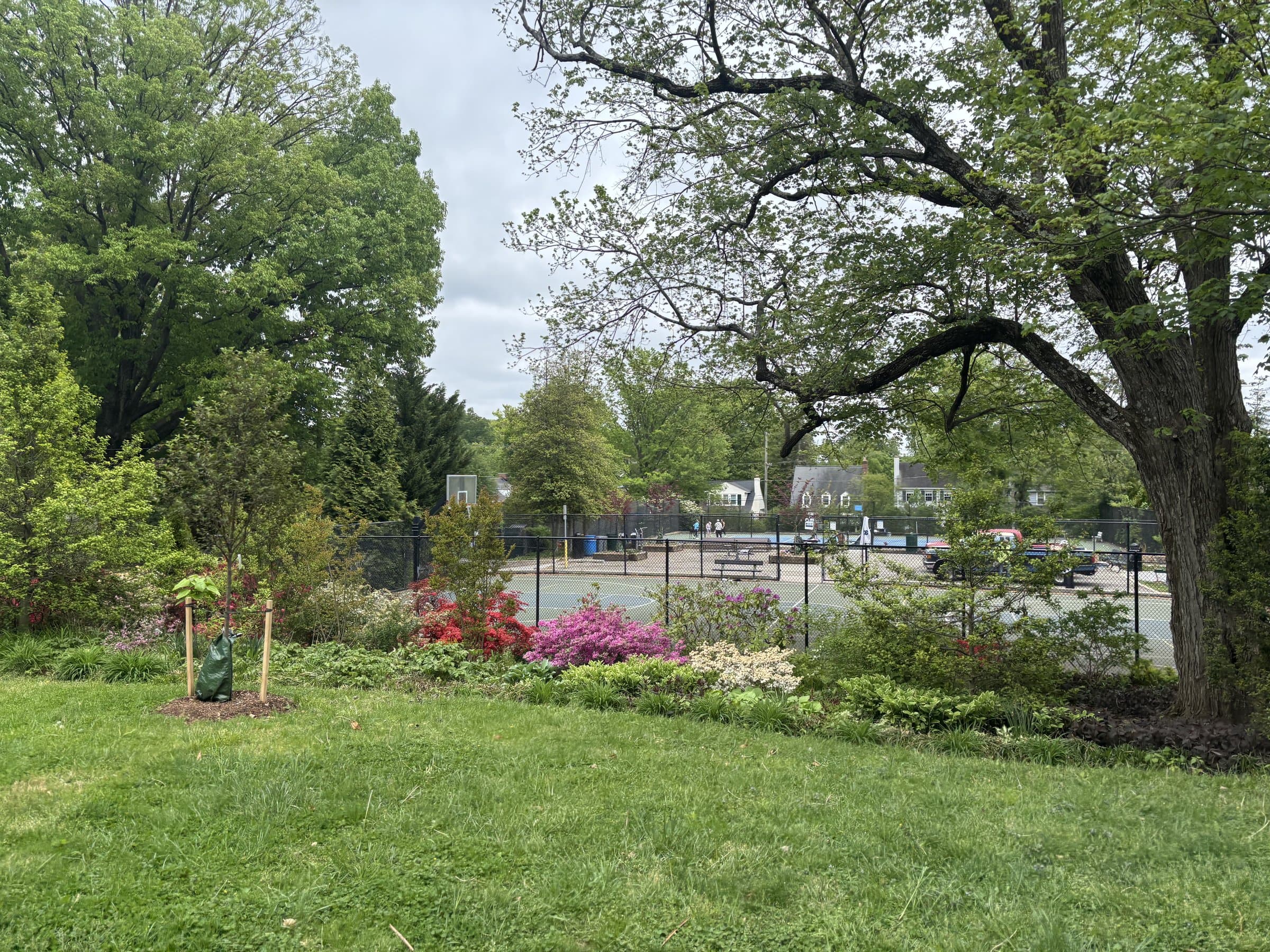 The tennis courts at Lafayette-Pointer Park, framed by blooming azaleas